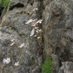 Gypsophila tenuifolia