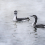 Gavia arctica