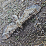 Eupithecia centaureata