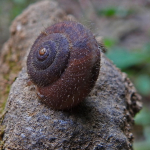 Euomphalia aristata