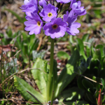 Primula algida