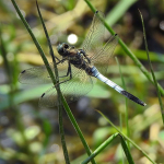 Orthetrum albistylum