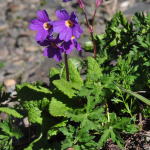 Primula kusnetzovii