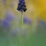 Muscari armeniacum