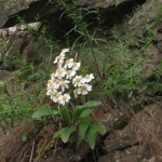 Achillea ptarmicifolia