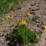 Pulsatilla aurea