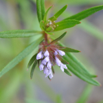 Asperula arvensis