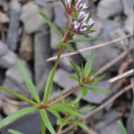 Asperula arvensis