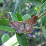 Scopula rubiginata