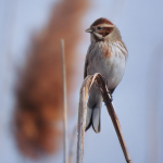 Emberiza schoeniclus