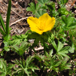 Trollius patulus