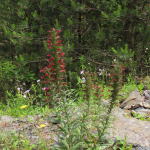 Echium rubrum