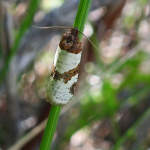 Periclepsis cinctana