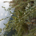 Artemisia absinthium