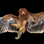 Aquila heliaca