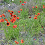 Papaver commutatum