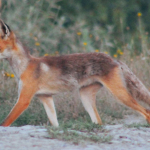 Vulpes vulpes