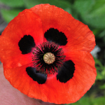 Papaver commutatum