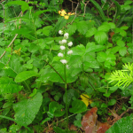 Pyrola rotundifolia