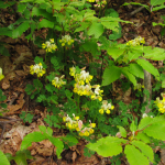 Coronilla balansae