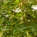 Tilia begoniifolia