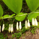 Polygonatum orientale