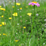 Pyrethrum coccineum