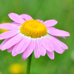 Pyrethrum coccineum