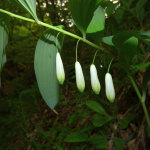 Polygonatum glaberrimum