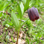 Fritillaria latifolia