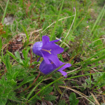 Campanula saxifraga