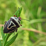 Perillus bioculatus