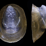 Ancylus gibbosus