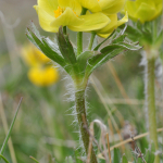 Anemone speciosa