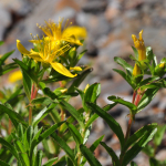 Hypericum ptarmicifolium