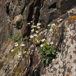 Saxifraga cartilaginea