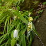 Allium paradoxum