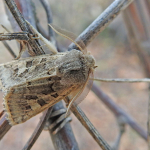 Episema lederi