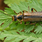 Boveycantharis rufimana