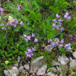 Oxytropis cyanea