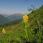 Pedicularis condensata