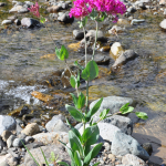 Silene compacta