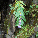 Gentiana schistocalyx