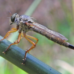 Neomochtherus desertorum