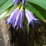 Gentiana schistocalyx