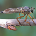 Neomochtherus desertorum