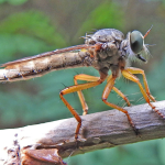 Neomochtherus desertorum