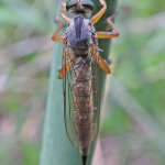 Neomochtherus desertorum