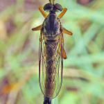 Neomochtherus desertorum