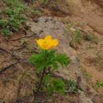 Pulsatilla aurea